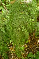 Asplenium ×lucrosum. Fertile frond bearing bulbils.
 Image: L.R. Perrie © Leon Perrie CC BY-NC 3.0 NZ